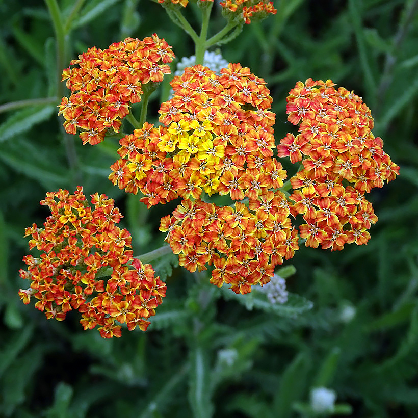 Gele en oranje Achillea