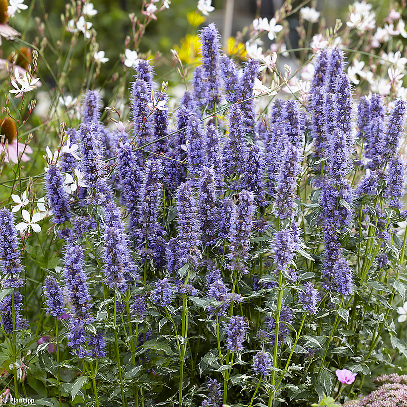 Blauwe Agastache