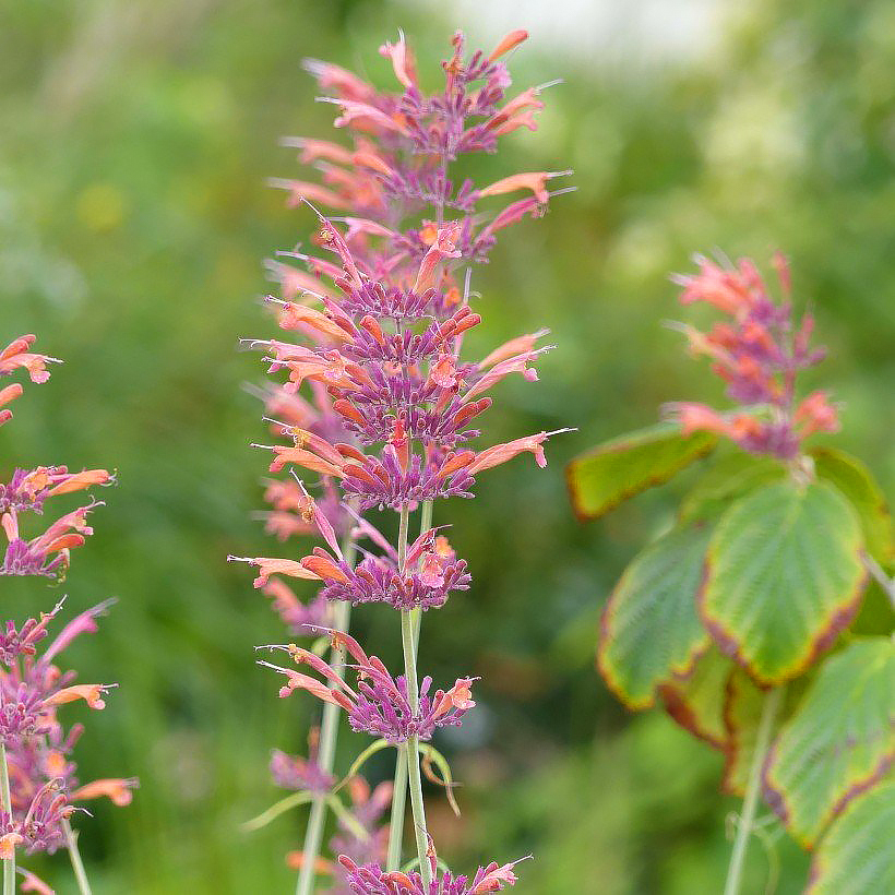 Roze Agastache