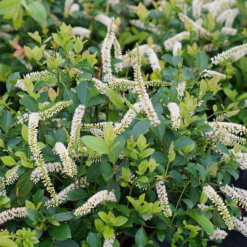 Geurende struiken voor de zomer