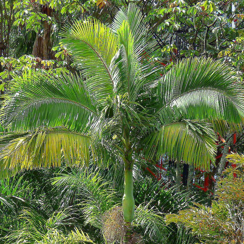 Archontophoenix - Koningspalmen