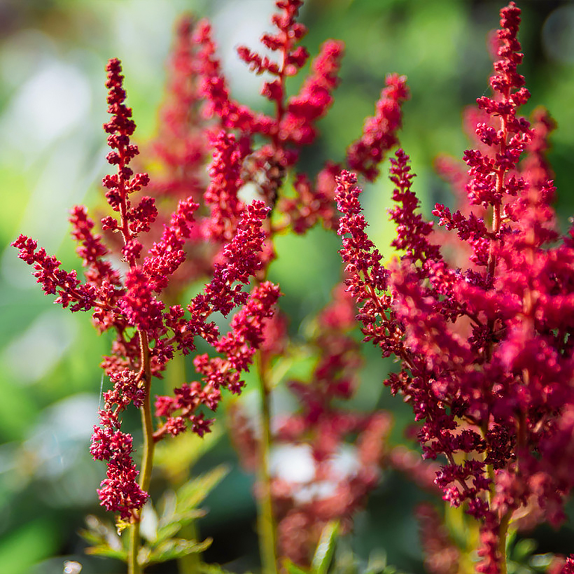 Rode Astilbe