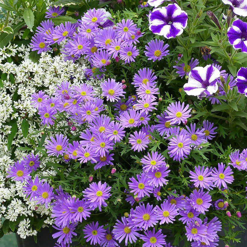 Zaden van brachycome’s