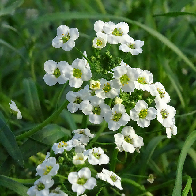 Lobularia maritima