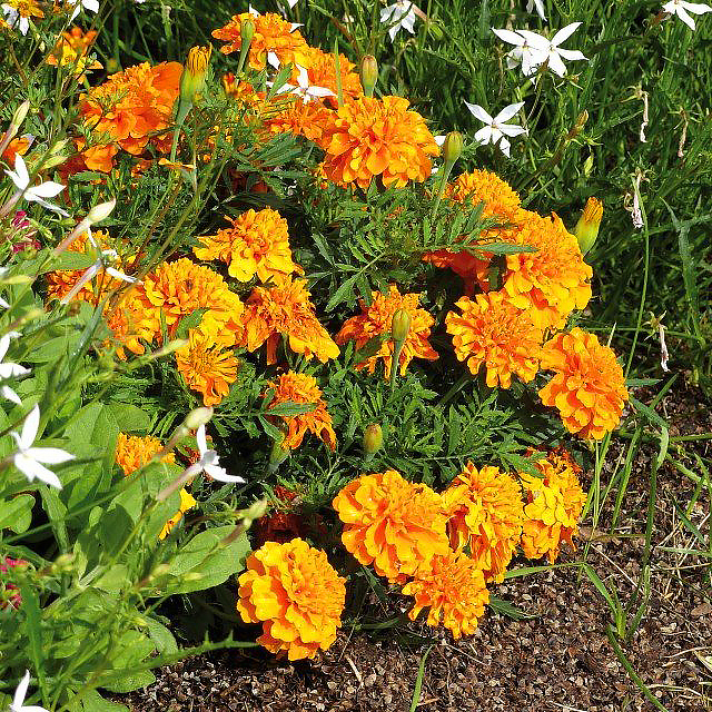 Afrikaantje - Tagetes