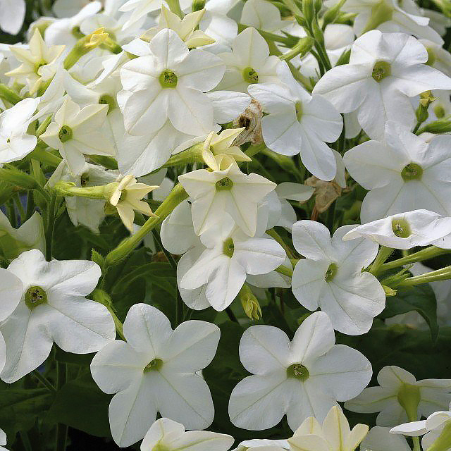 Siertabak - Nicotiana