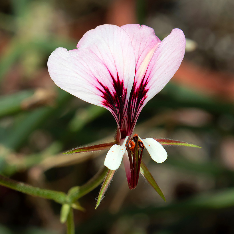 Zaden van pelargoniums
