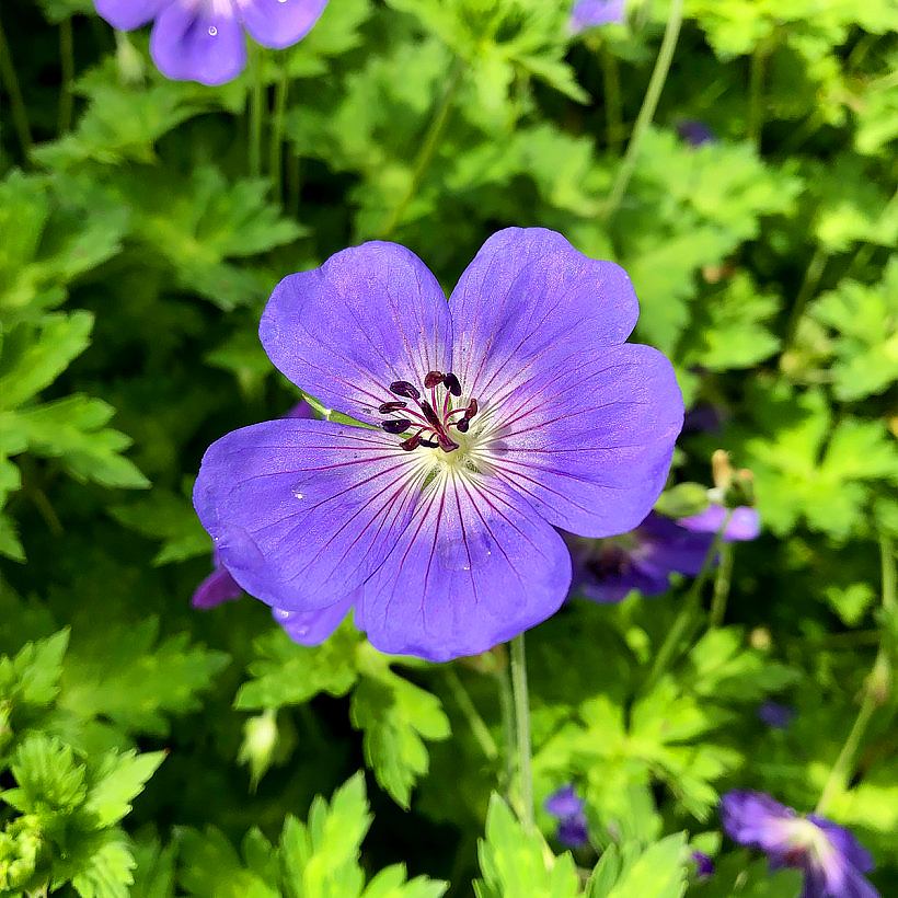 Meerjarige Geranium