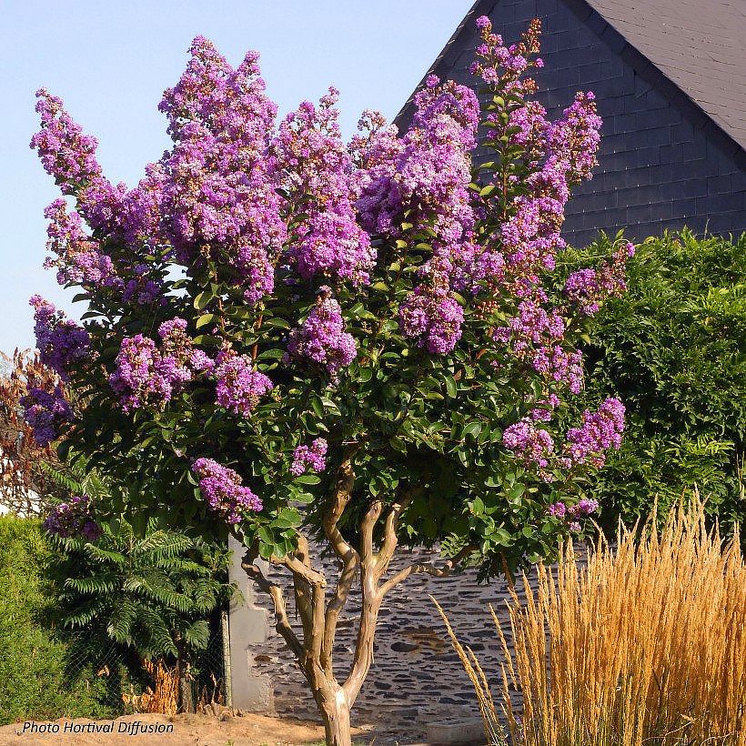 Forse Indische seringen - Lagerstroemia