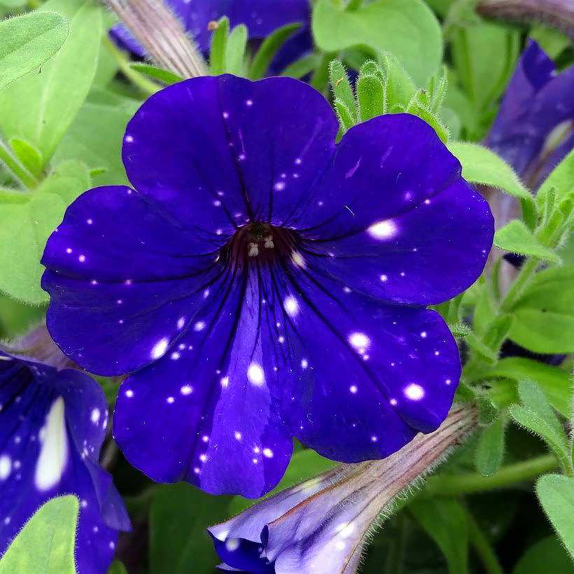 Zaden van petunia’s