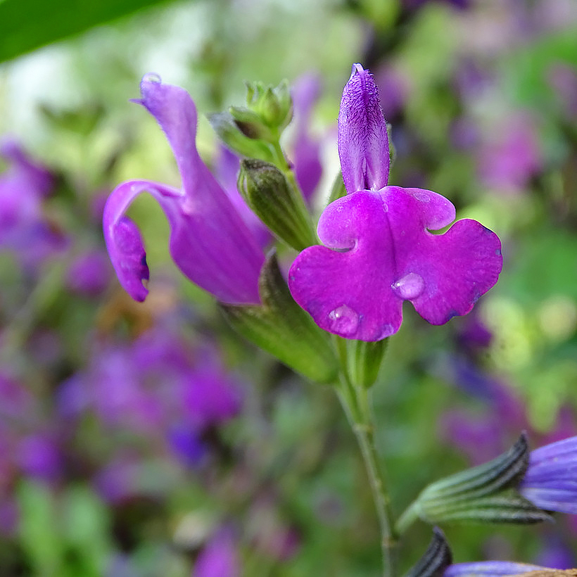 Salvia's met paarse bloemen