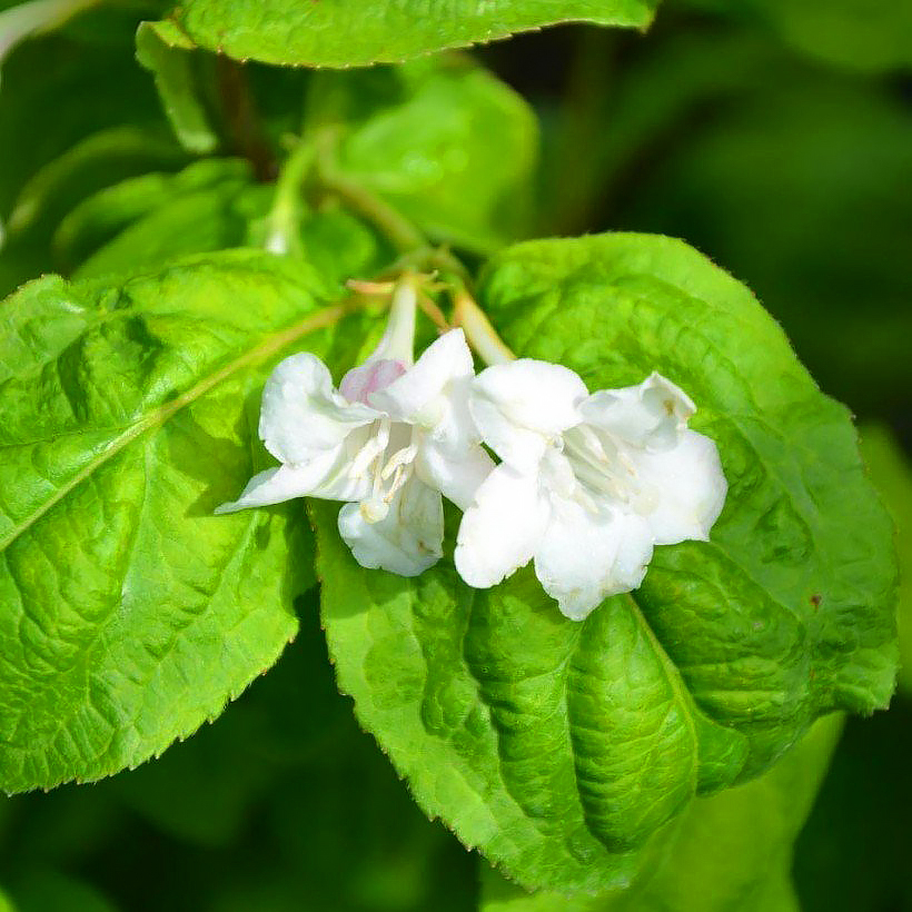 Groenbladige Weigela