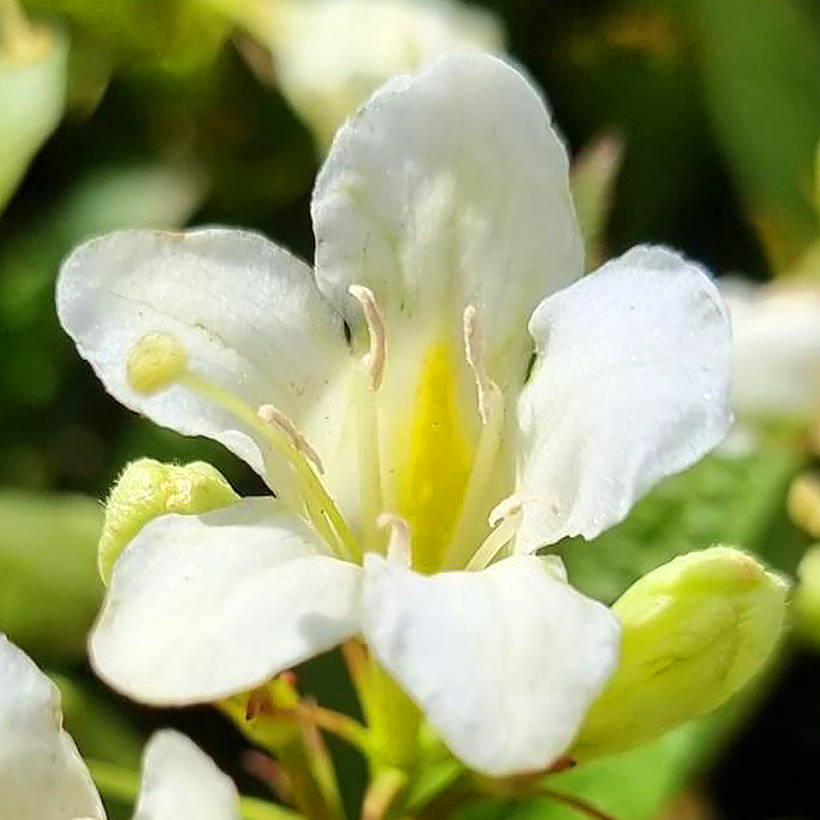 Weigela met witte bloemen